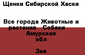 Щенки Сибирской Хаски - Все города Животные и растения » Собаки   . Амурская обл.,Зея г.